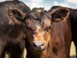 Calf