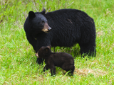 Photograph of Black bear and cub