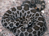 photograph of rattlesnake