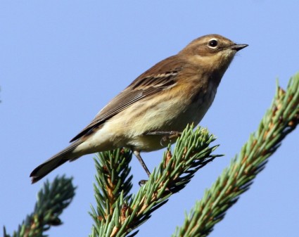 Photograph of a bird